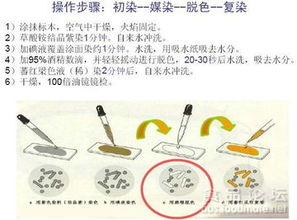 第15期食品微生物檢測(cè)實(shí)訓(xùn) 筑牢安全防線(xiàn)，微生物檢測(cè)精研與實(shí)戰(zhàn)